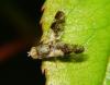 Tephritis formosa